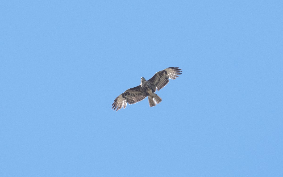 Common Buzzard - ML510624381