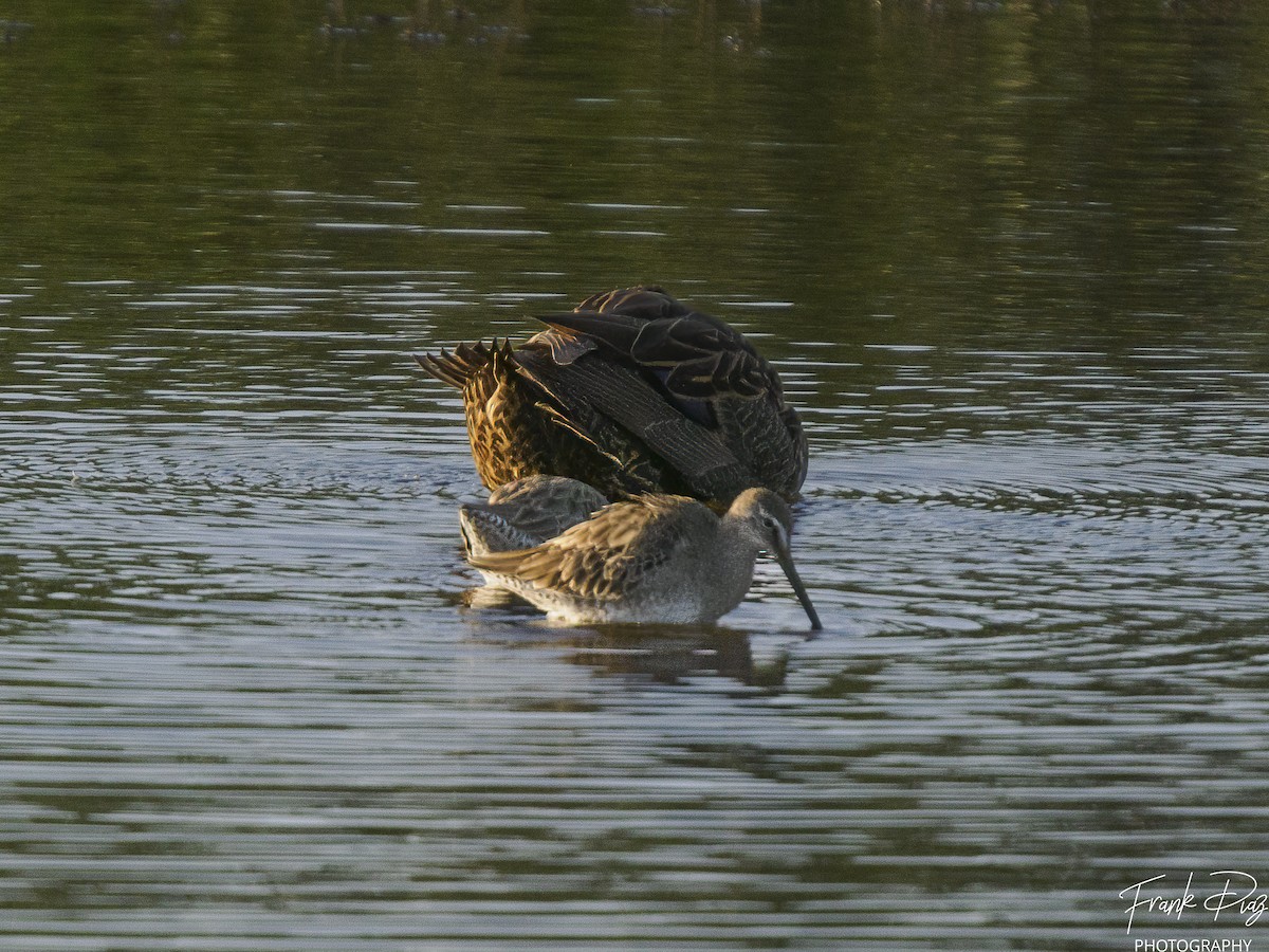 Short-billed Dowitcher - ML510624791