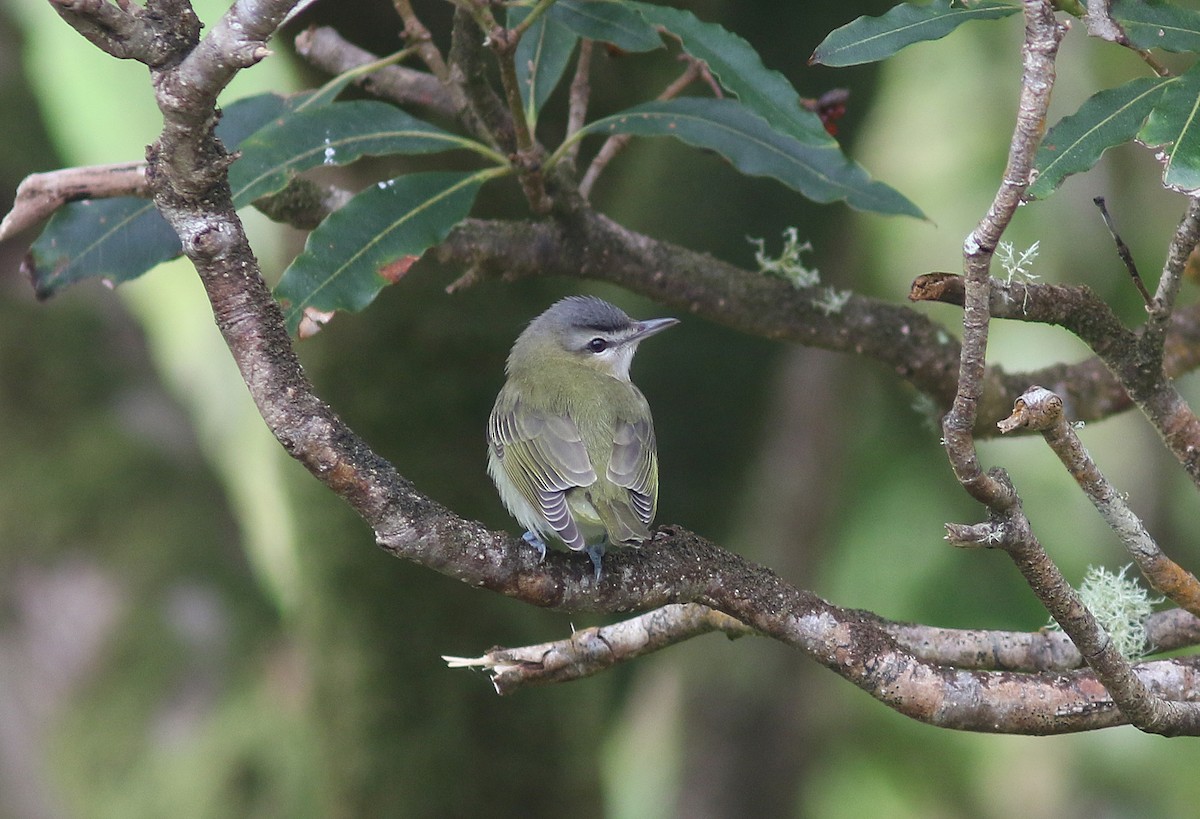 Red-eyed Vireo - ML510625551