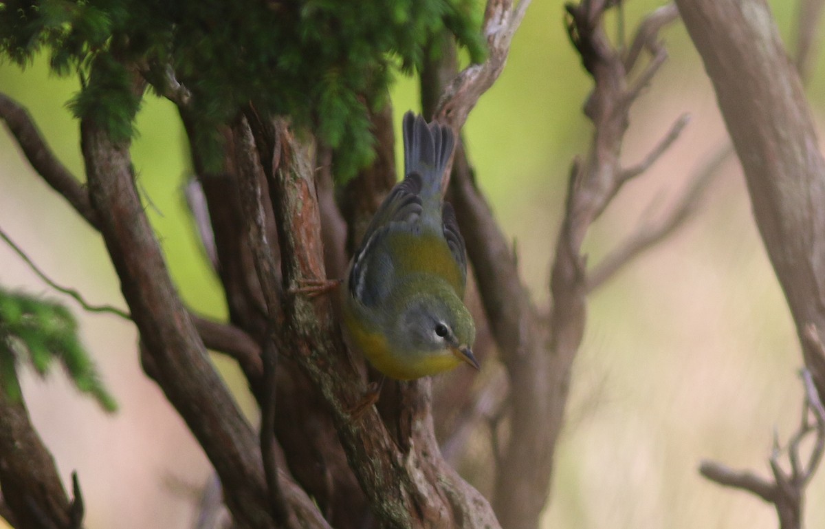 Northern Parula - ML510625751