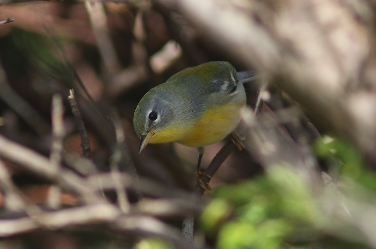 Northern Parula - ML510625761