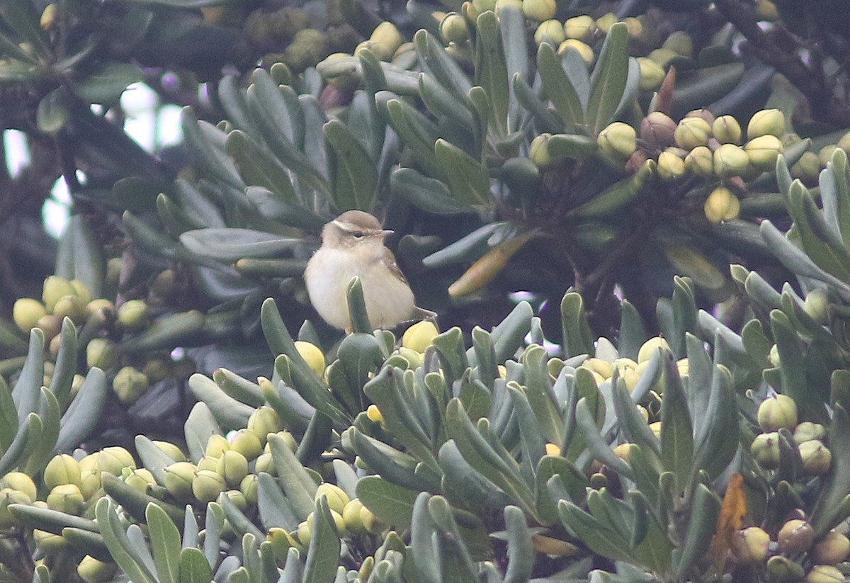 Yellow-browed Warbler - ML510626411