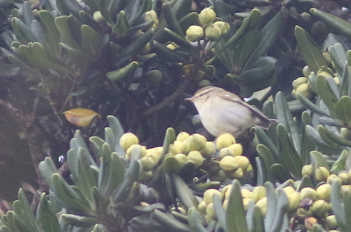 Yellow-browed Warbler - ML510626421
