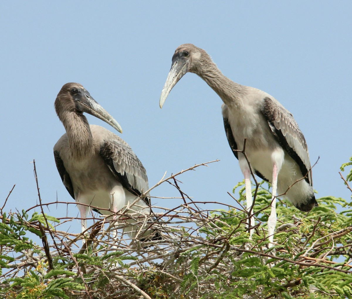 Painted Stork - PRABHAKAR GUJJARAPPA