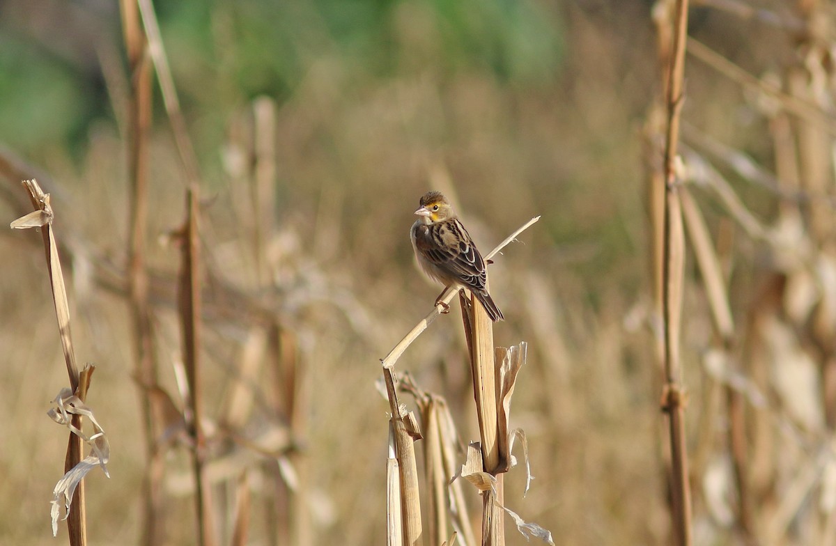 Dickcissel - ML510626451