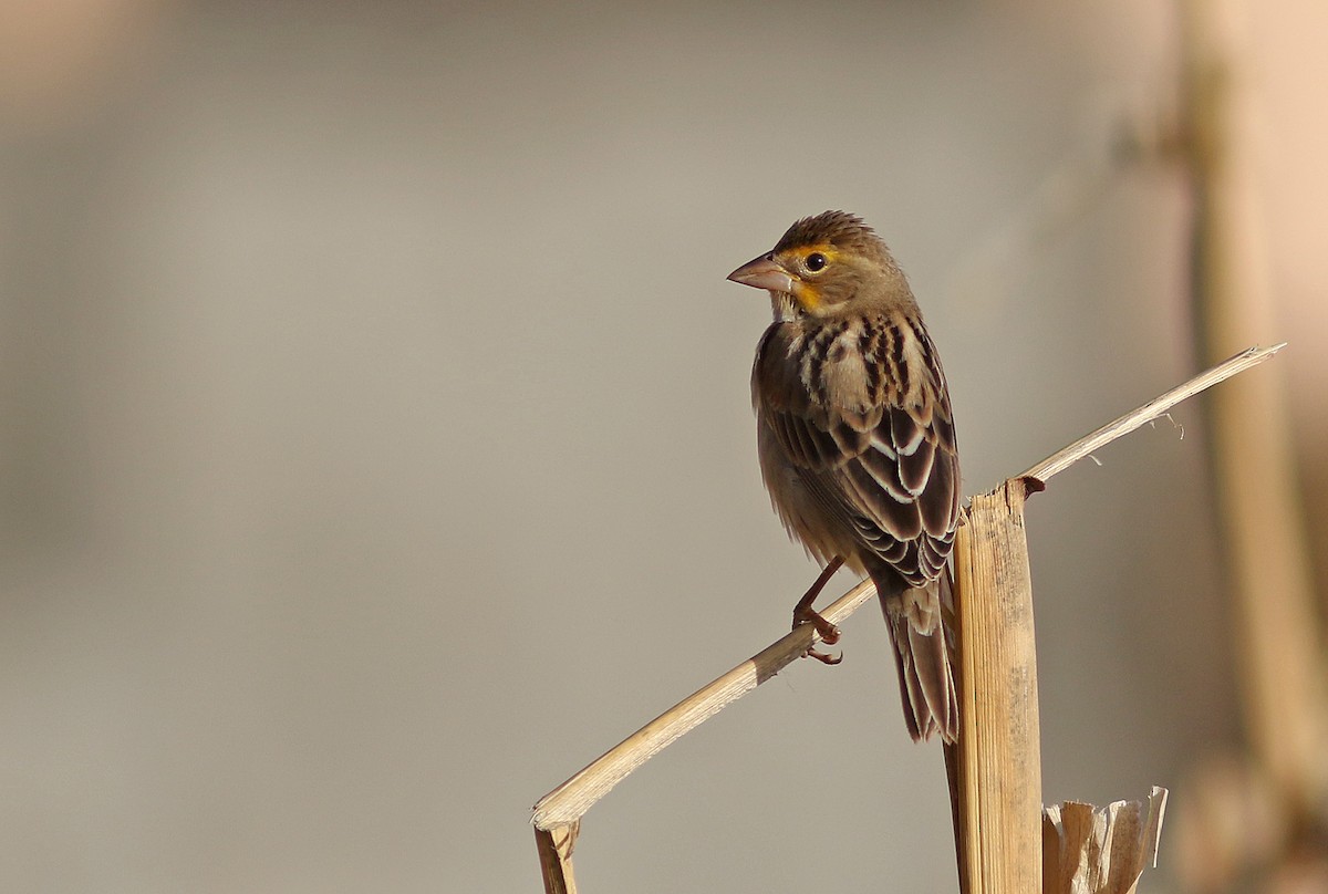Dickcissel - ML510626461