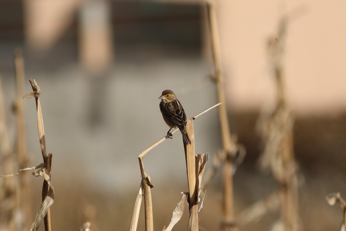 Dickcissel - ML510626471