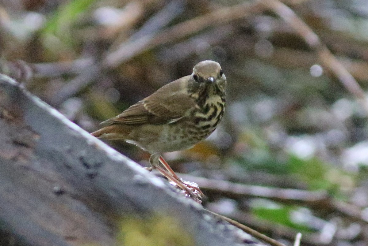 Hermit Thrush - ML510627401
