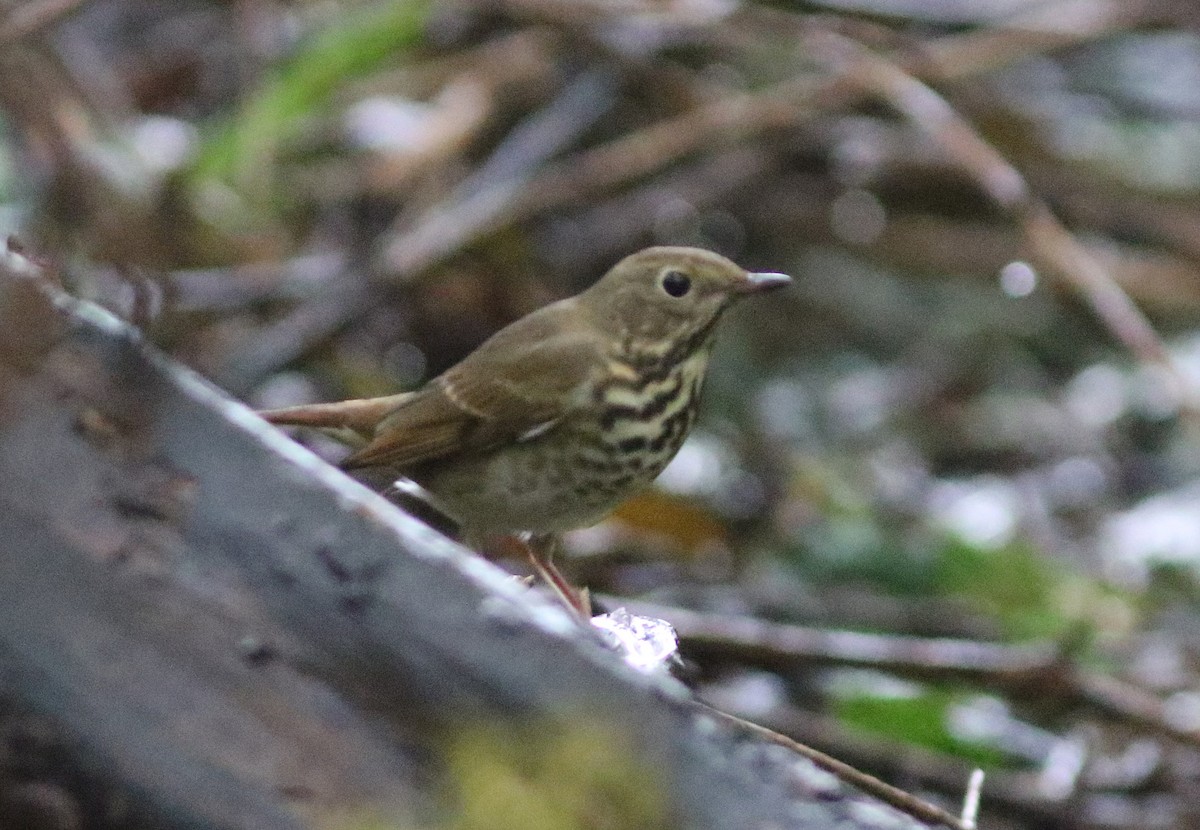 Hermit Thrush - ML510627411