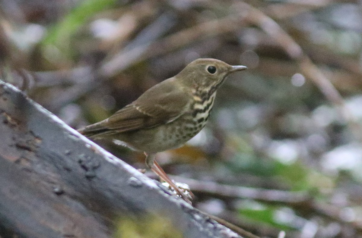 Hermit Thrush - ML510627431