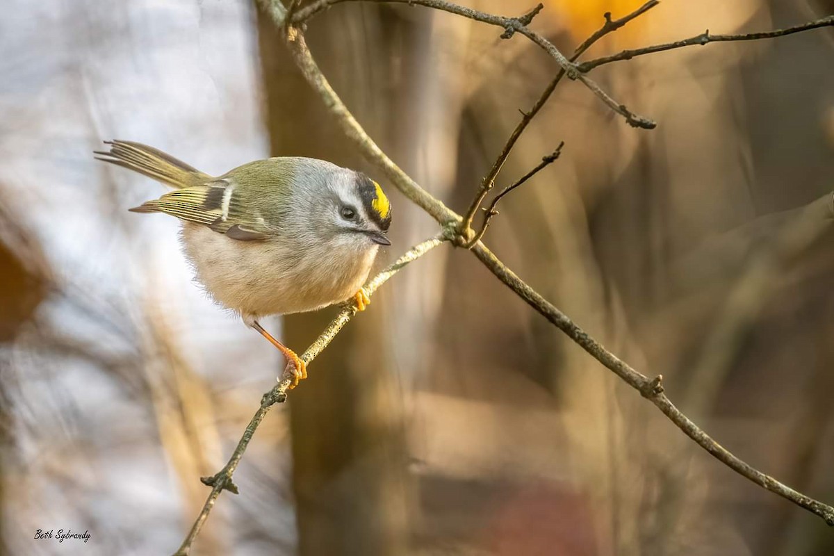 Golden-crowned Kinglet - James and Beth Sybrandy 🦅
