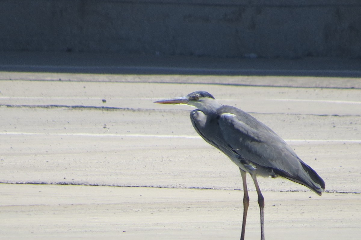 Gray Heron - ML510628961