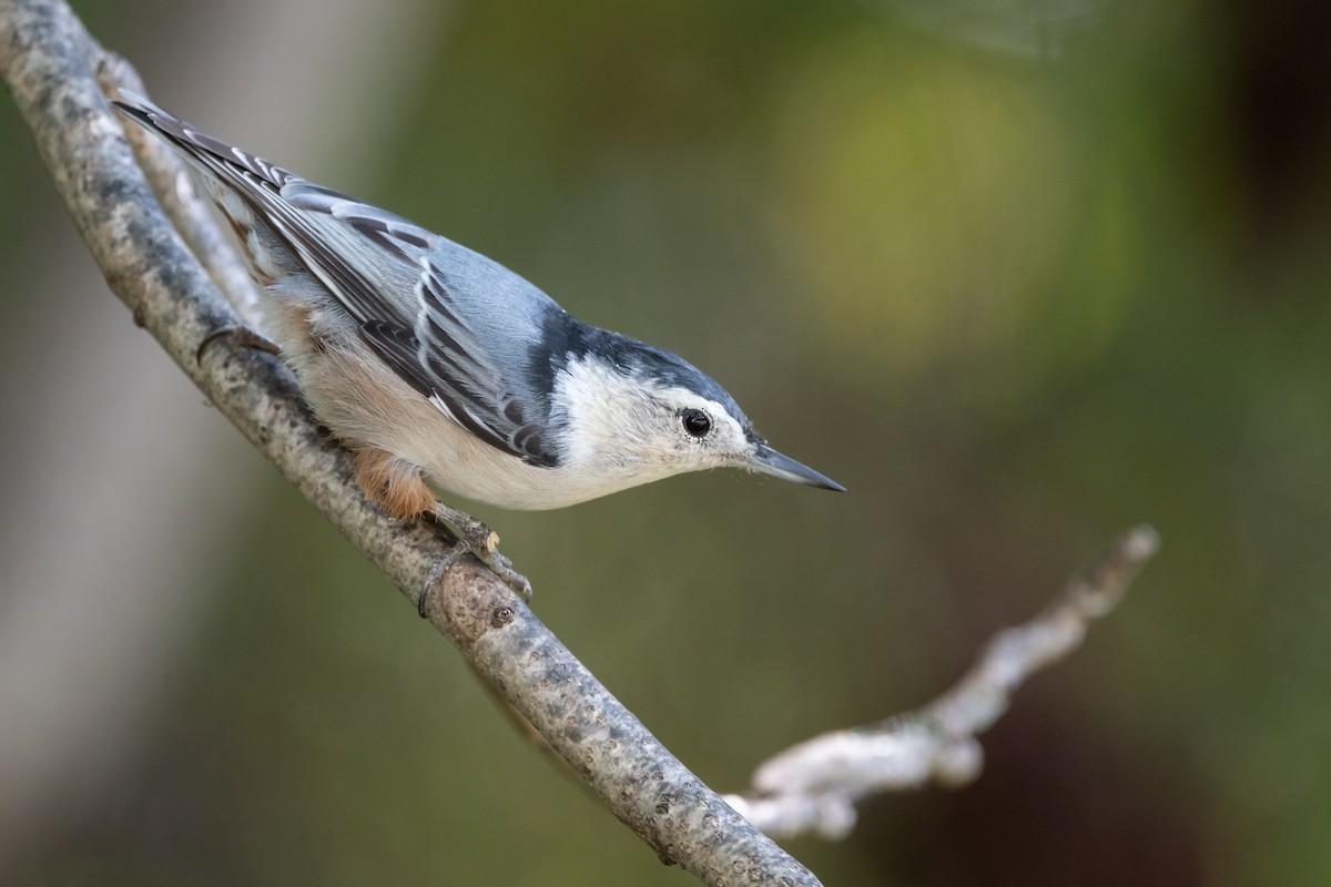 ムナジロゴジュウカラ（carolinensis） - ML510634201