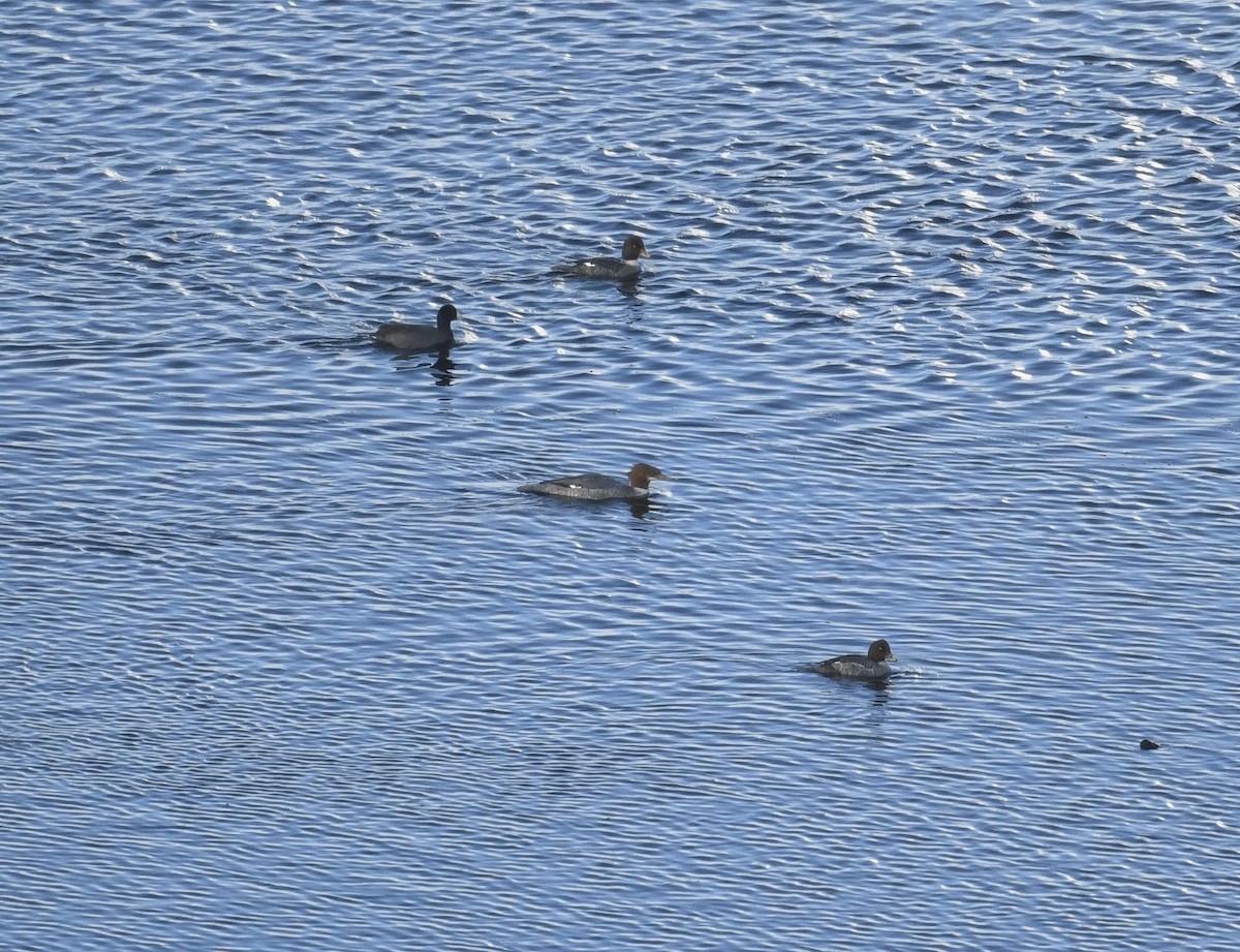 Barrow's Goldeneye - ML510635211