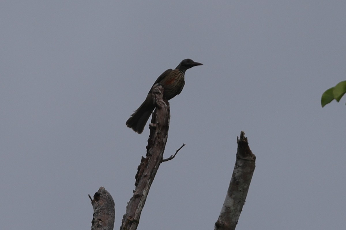 Helmeted Friarbird (New Guinea) - Fabio Olmos