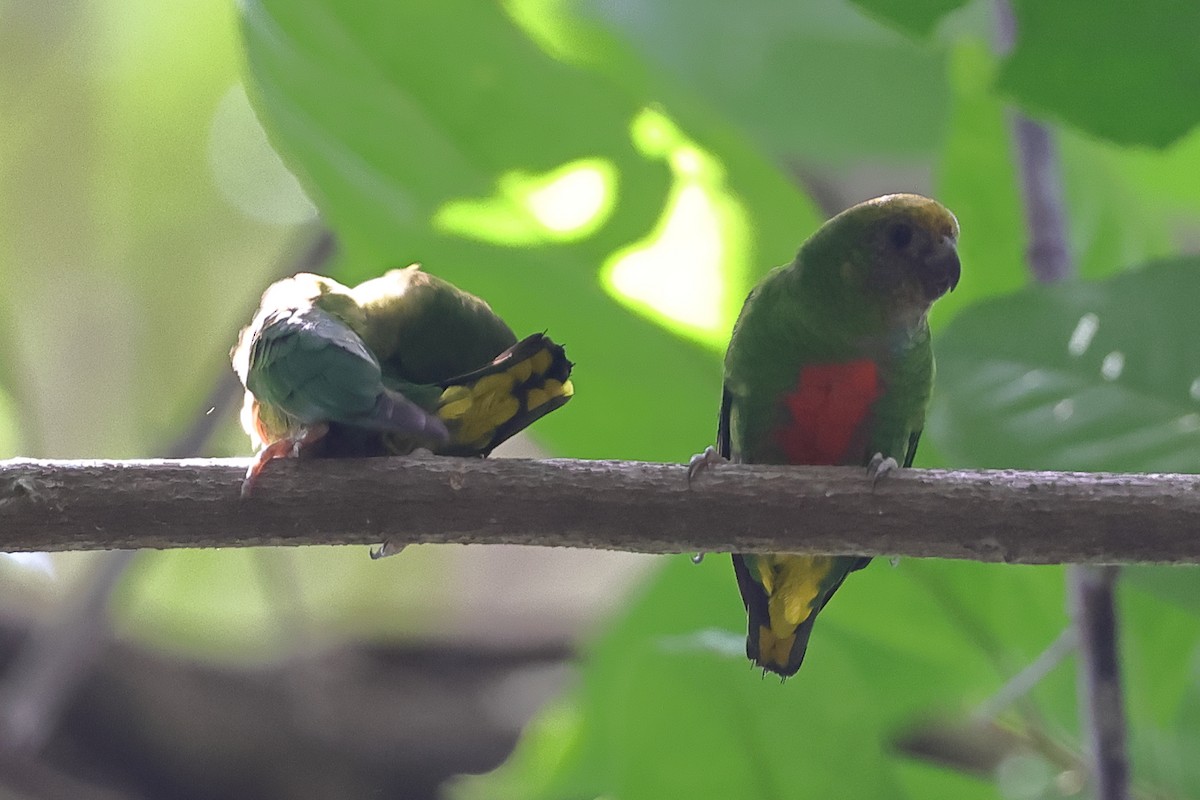 Yellow-capped Pygmy-Parrot - Fabio Olmos