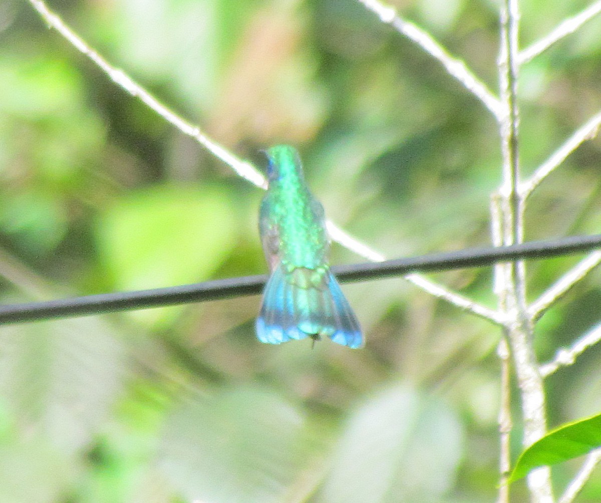 Colibrí Oreja Violeta Mexicano - ML510637691