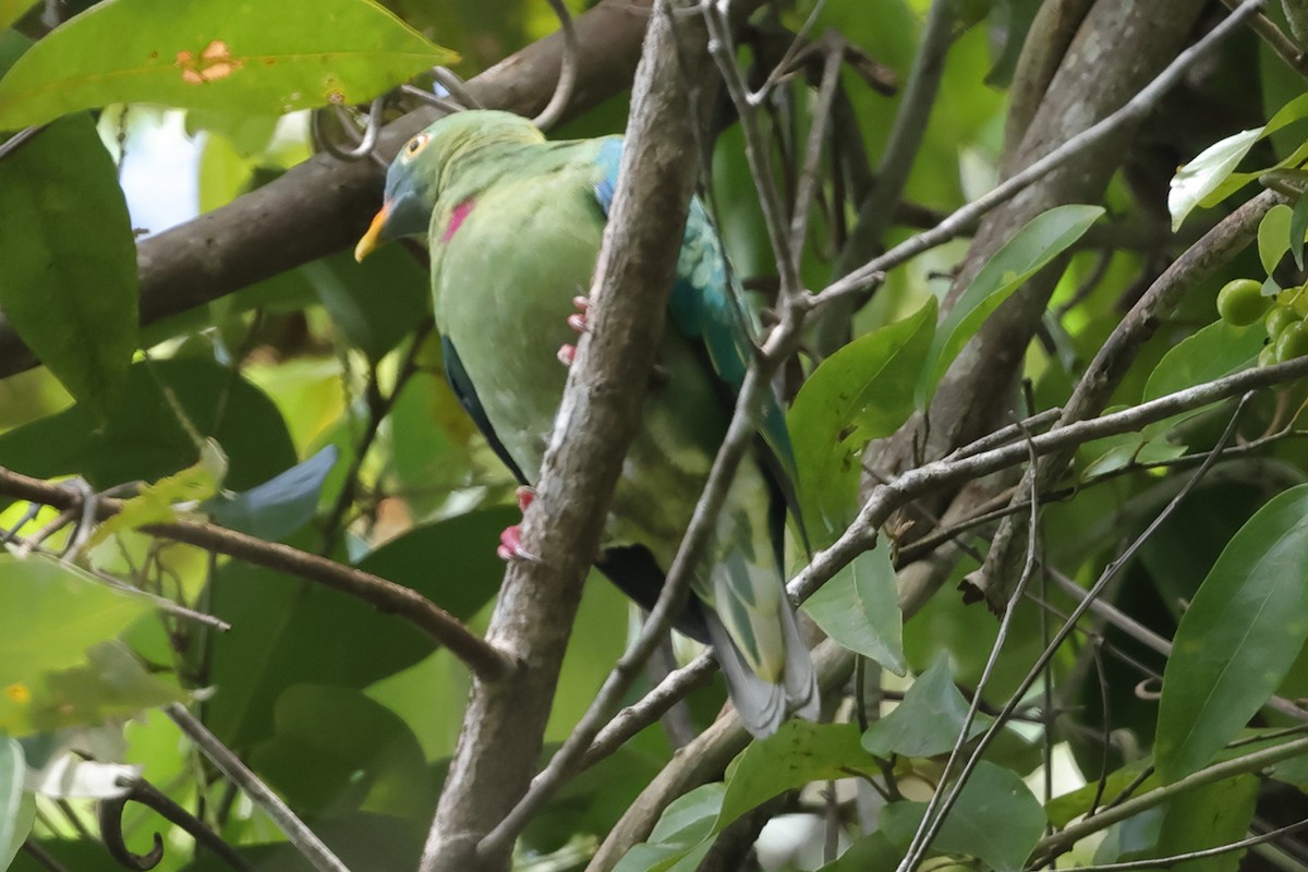 Claret-breasted Fruit-Dove - ML510638401