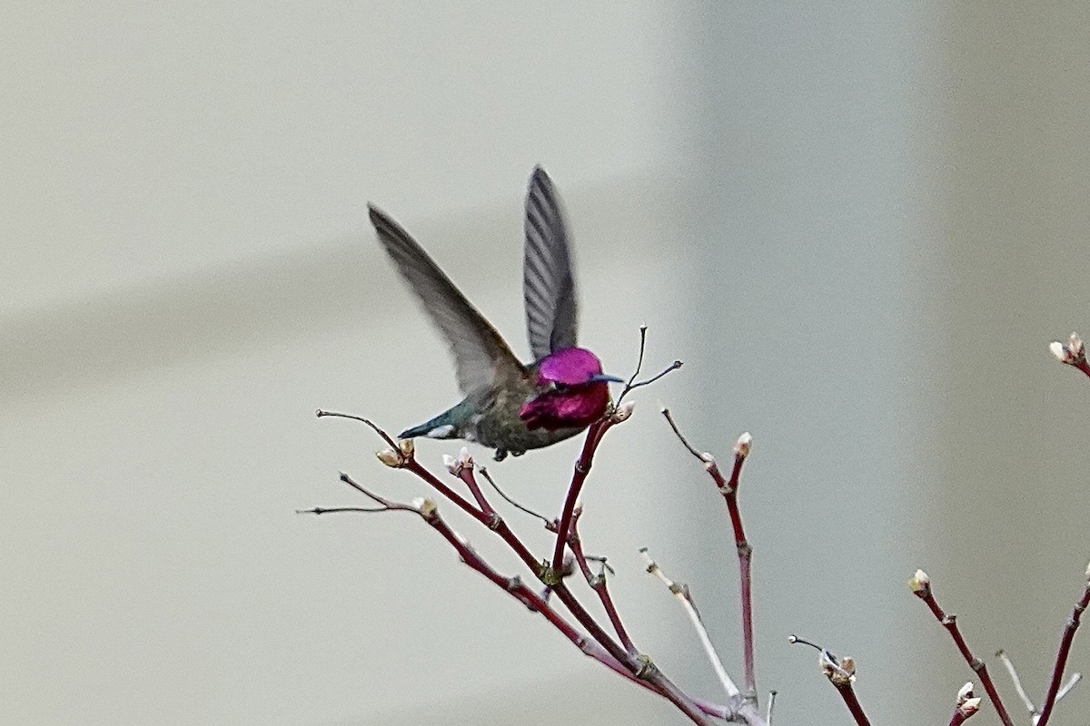 Anna's Hummingbird - ML510638431