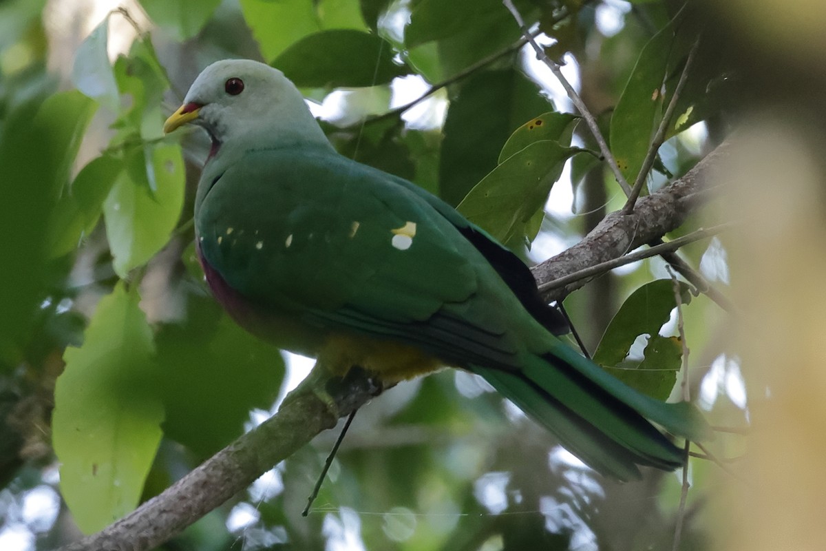 Wompoo Fruit-Dove - ML510638581