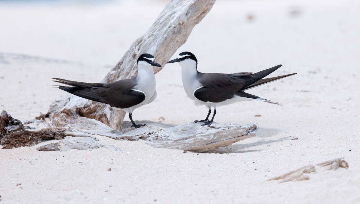 Bridled Tern - Shailesh Pinto