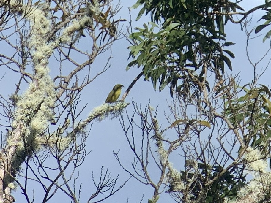 Maui Parrotbill - ML510639151