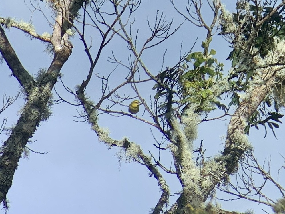 Maui Parrotbill - ML510639161