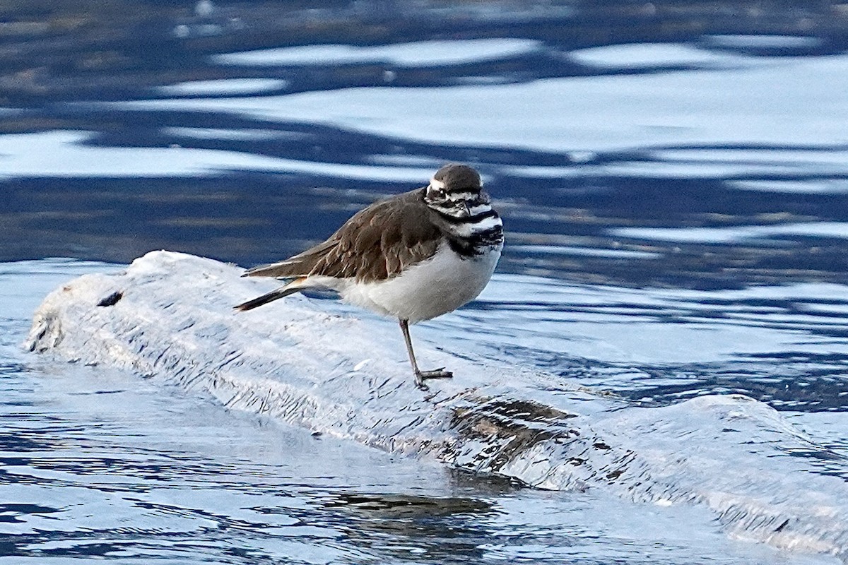 Killdeer - ML510639791