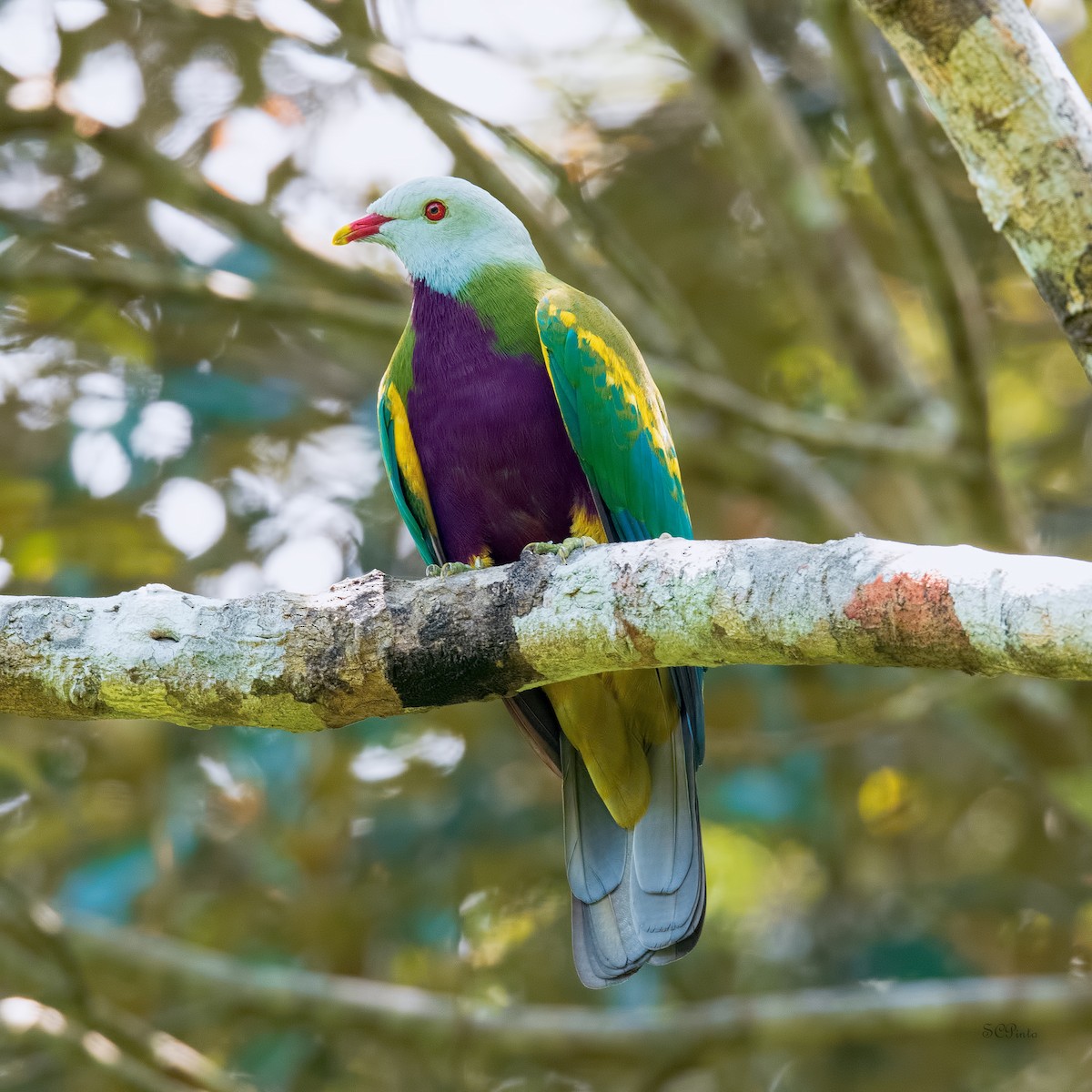 Wompoo Fruit-Dove - Shailesh Pinto