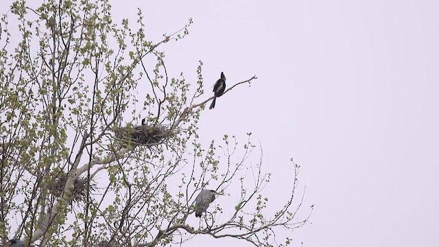 Anhinga d'Amérique - ML510640291