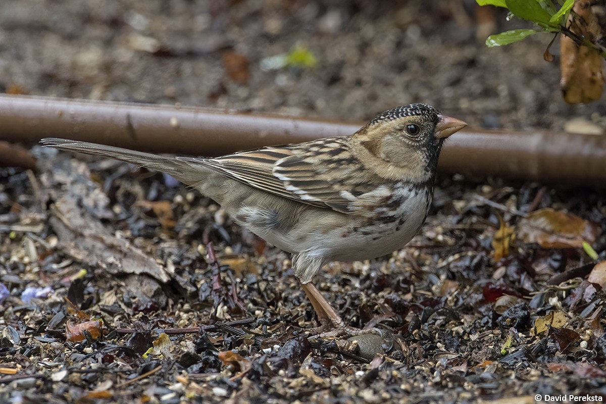 Harris's Sparrow - ML510640421