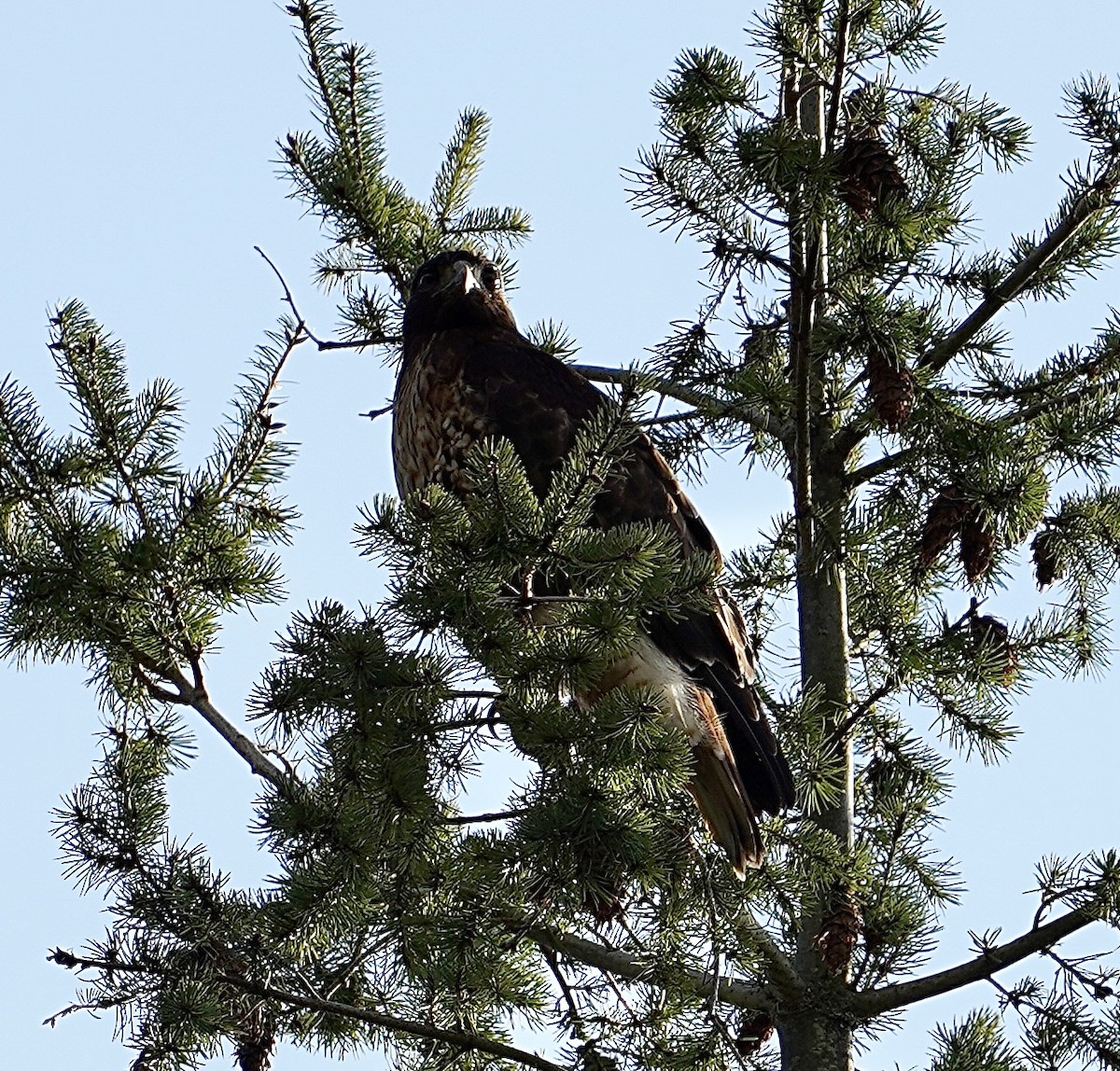 Red-tailed Hawk - ML510641241
