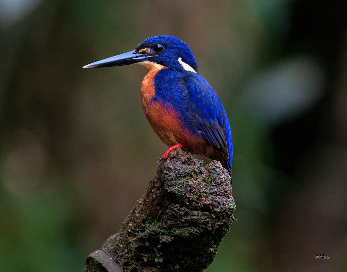 Martin-pêcheur à dos bleu - ML510641311