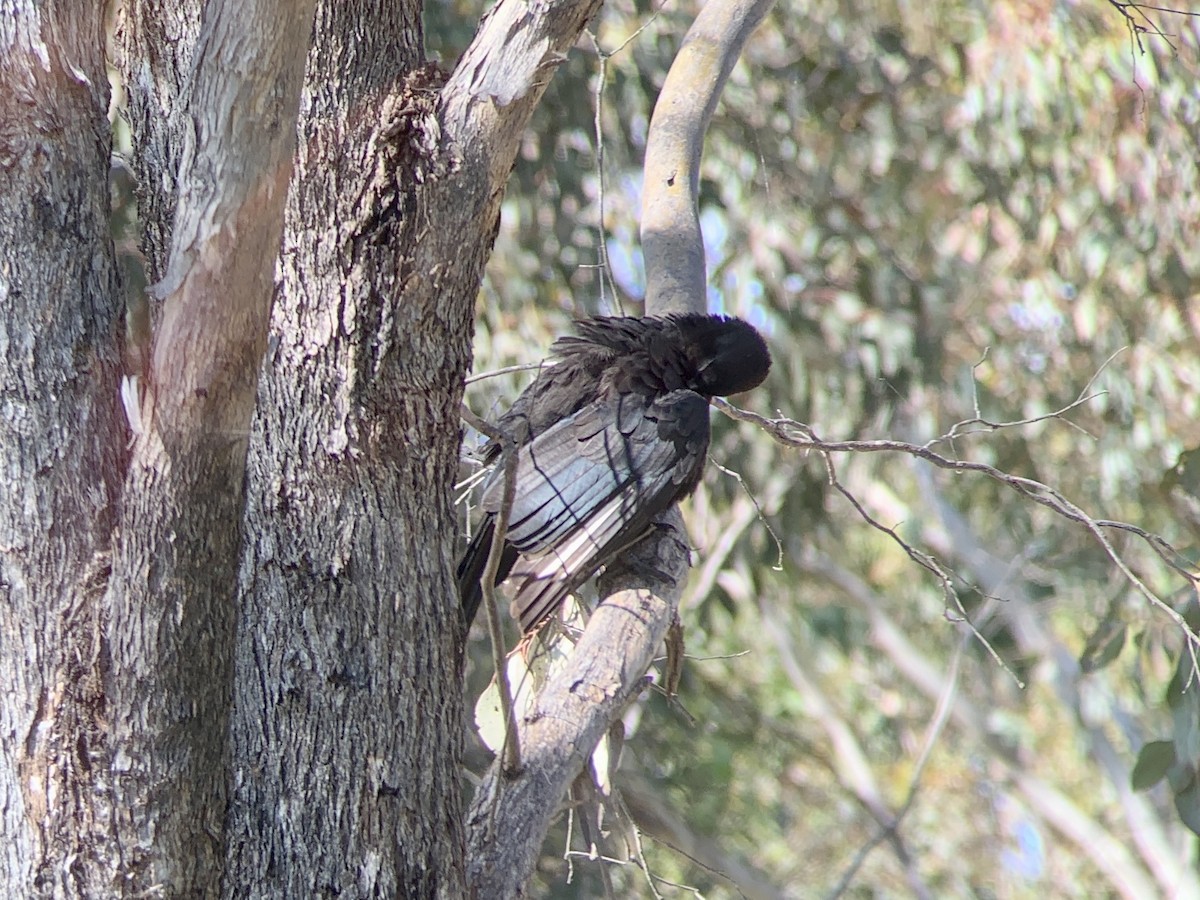 White-winged Chough - ML510641401