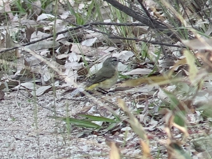 Yellow-rumped Thornbill - ML510641431