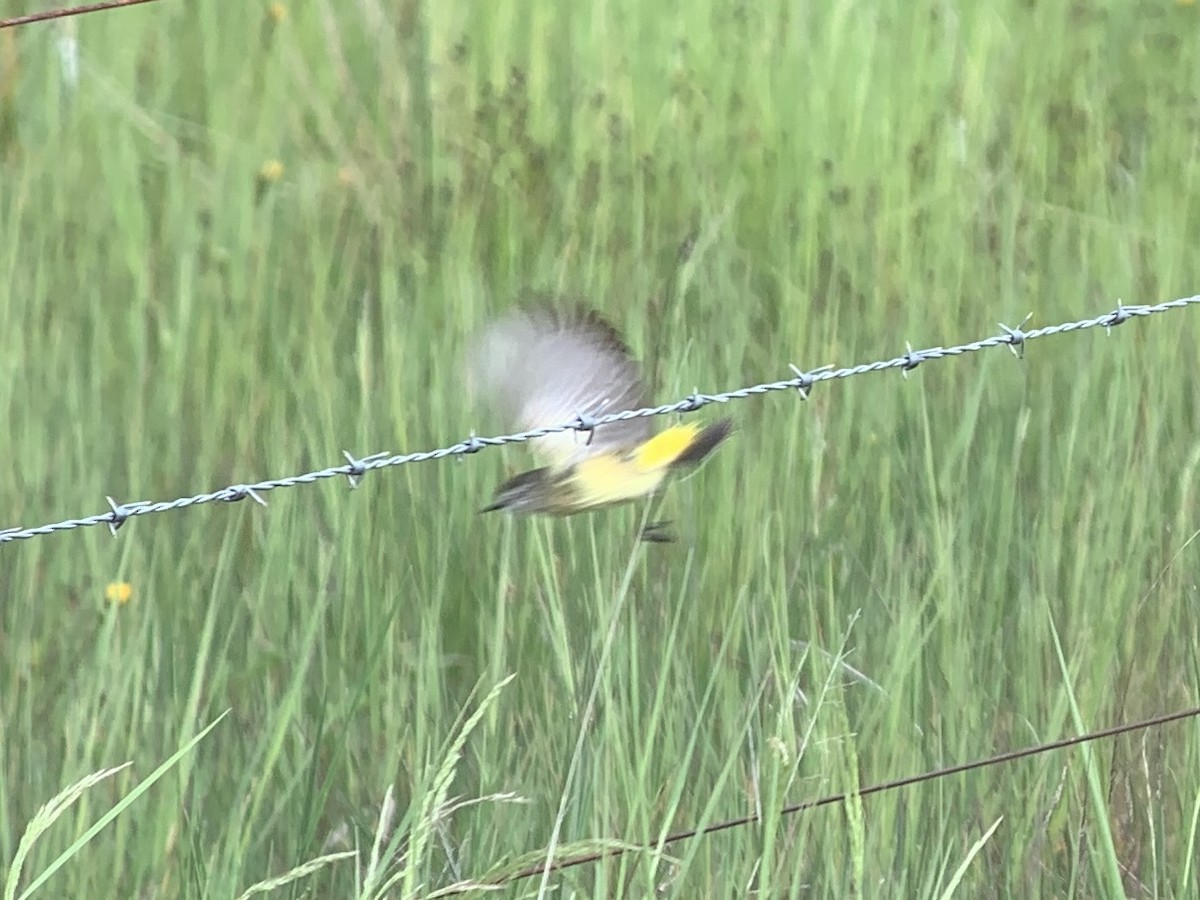 Yellow-rumped Thornbill - ML510641441