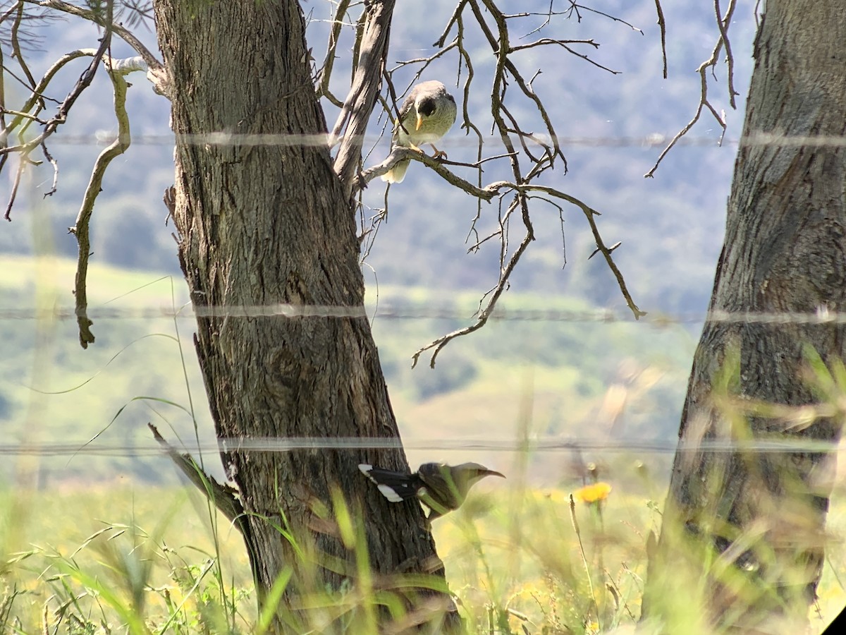 Gray-crowned Babbler - ML510641891