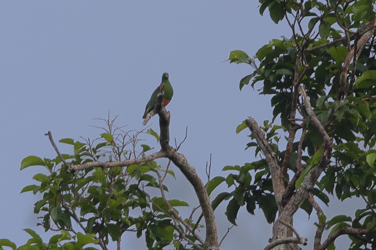 Orange-bellied Fruit-Dove - ML510643071