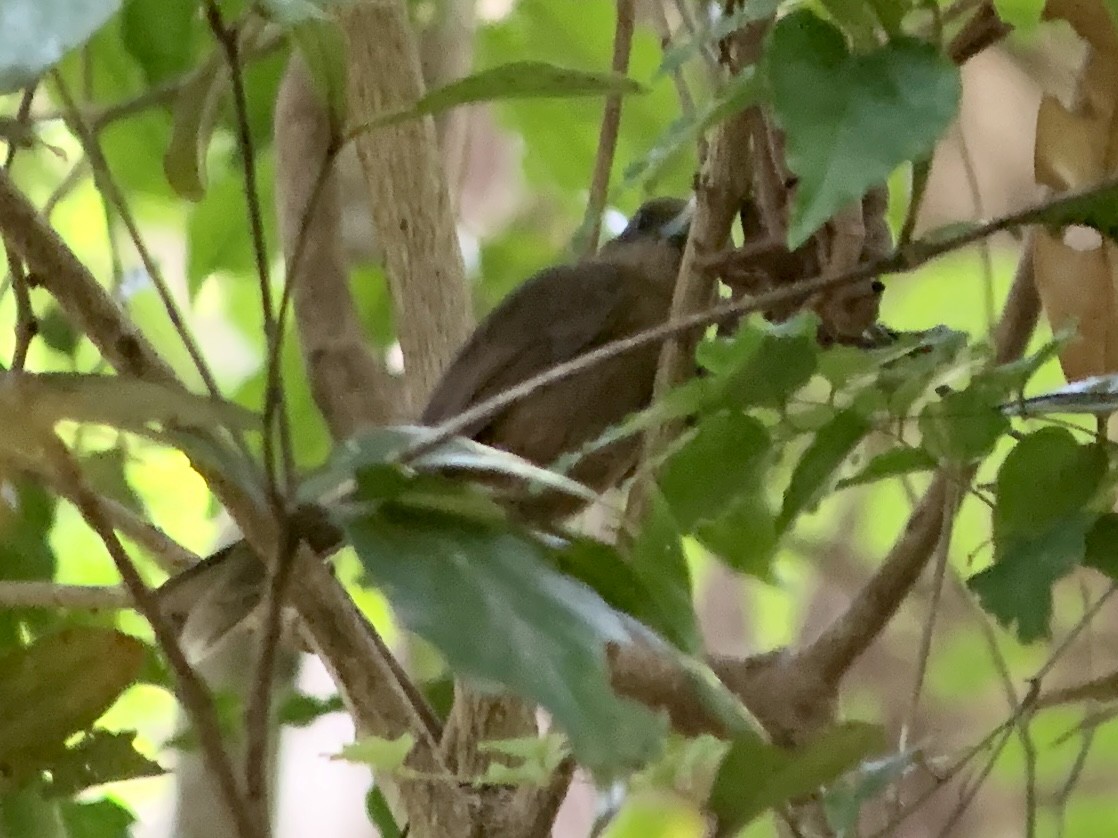 Southern Shrikebill - Casper (Philip) Leygraaf