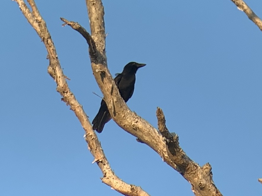 New Caledonian Crow - Casper (Philip) Leygraaf