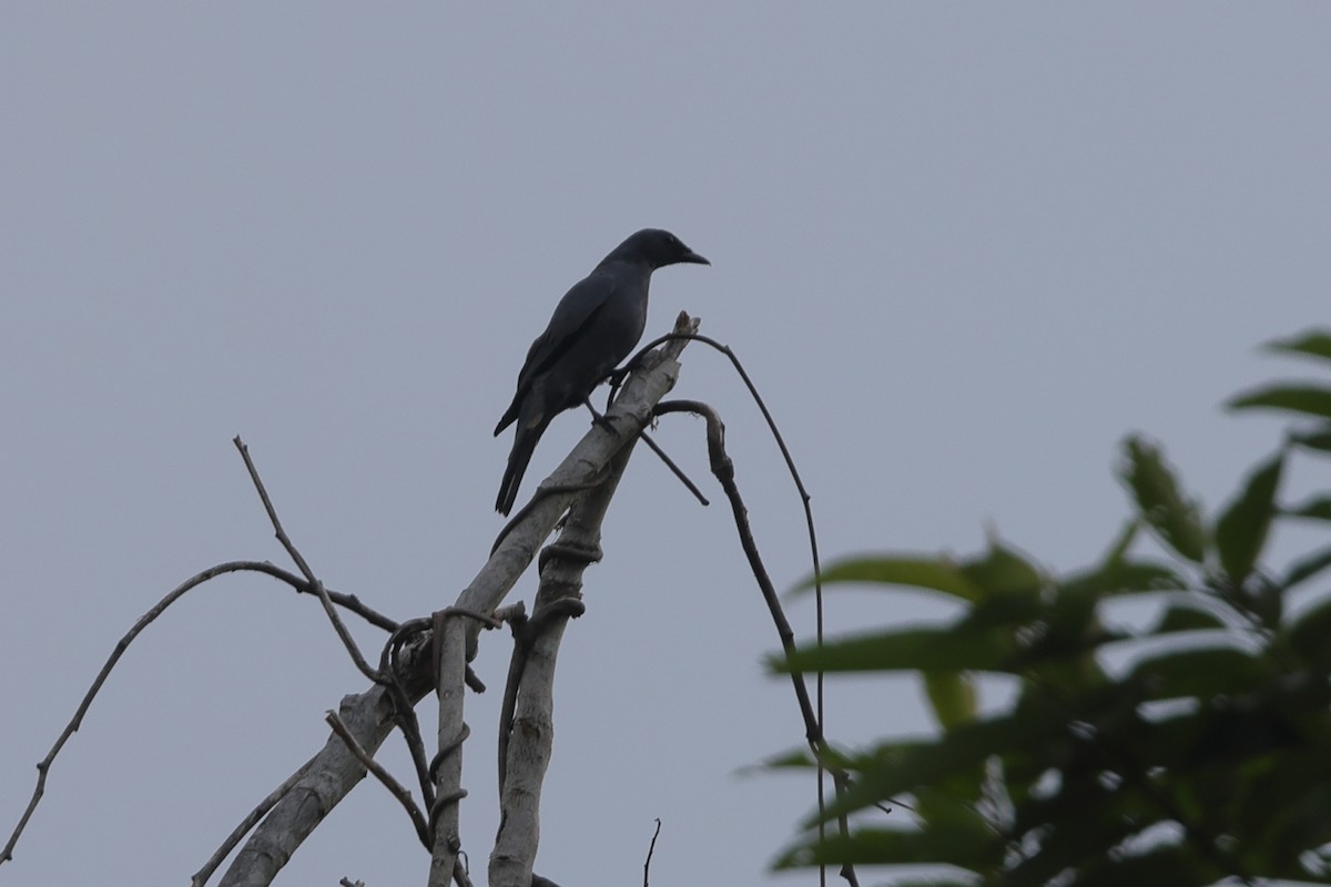 Boyer's Cuckooshrike - ML510644201