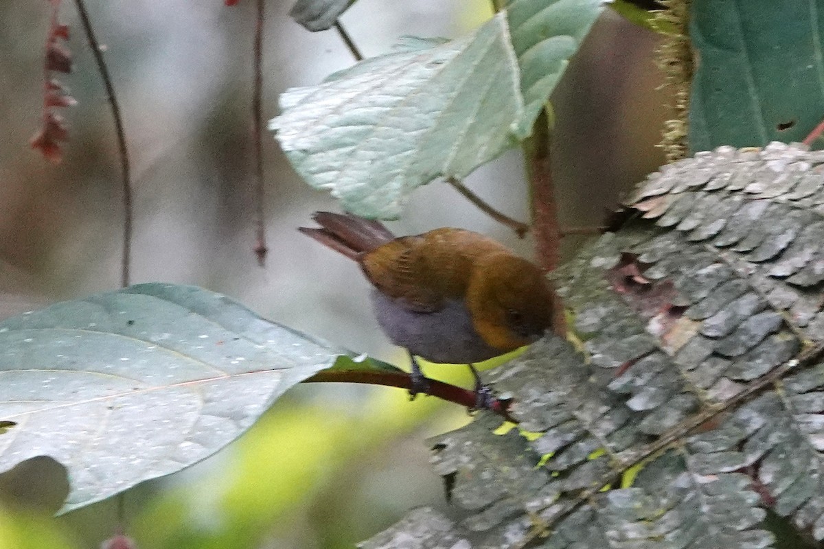 Yellow-throated Chlorospingus - Barbara Stewman