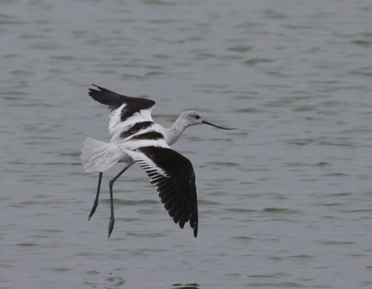 American Avocet - ML510646171