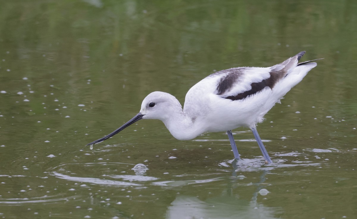 American Avocet - ML510646241