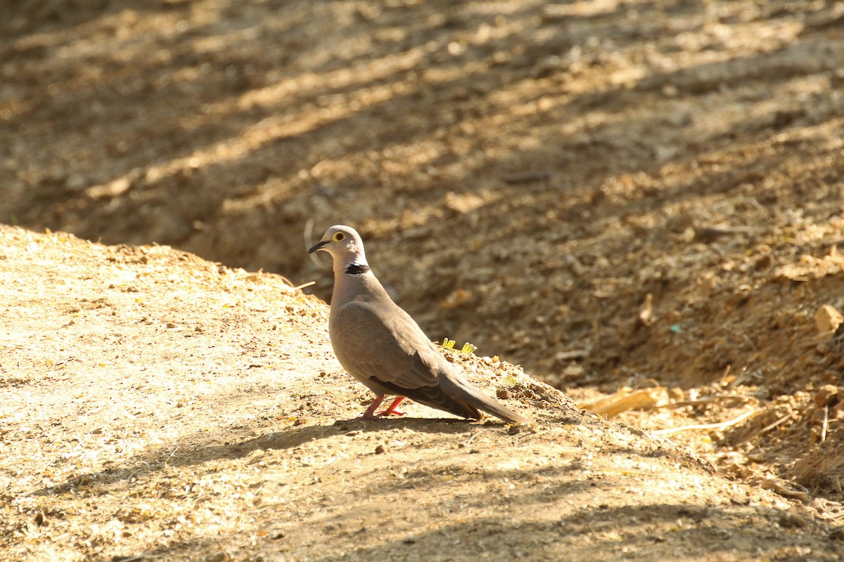 Burmese Collared-Dove - ML510646581