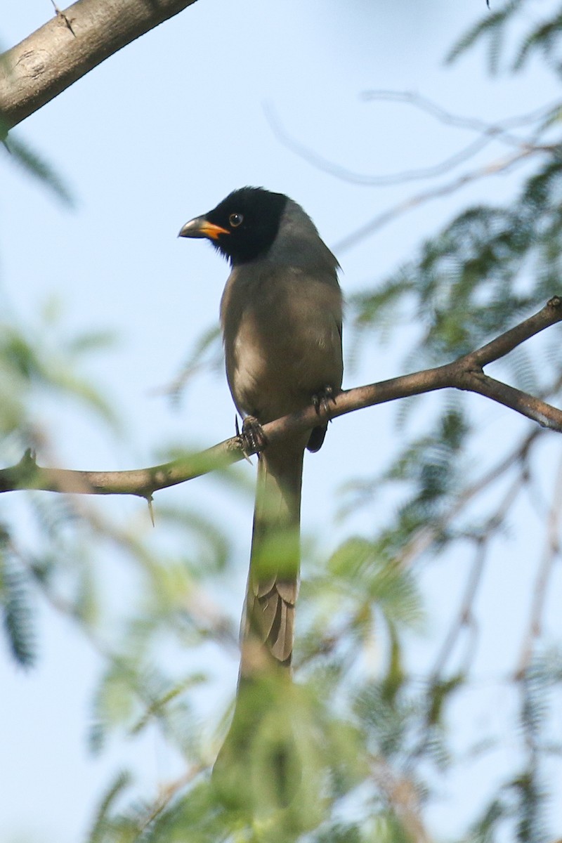 Hooded Treepie - ML510646821