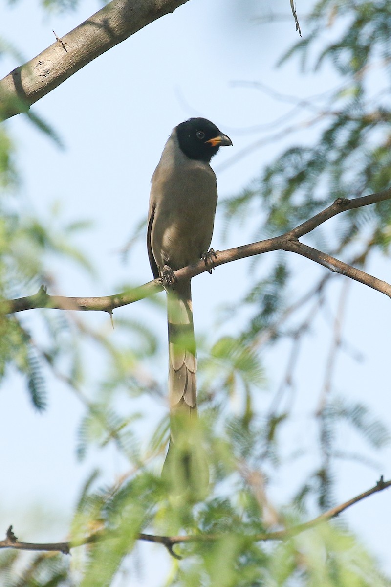 Hooded Treepie - ML510646831