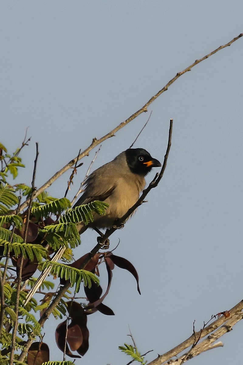 Hooded Treepie - ML510646871