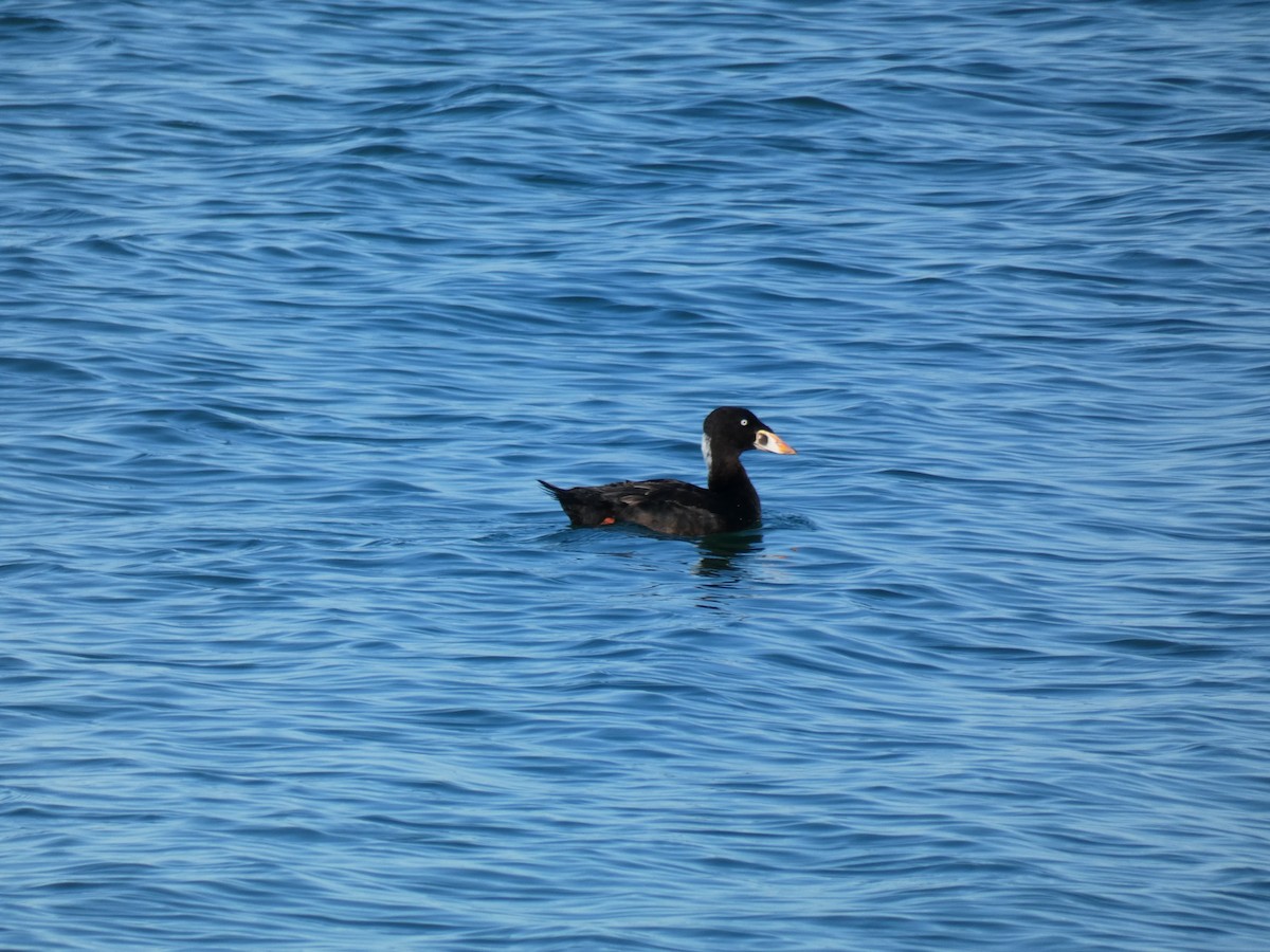 Surf Scoter - ML510647371