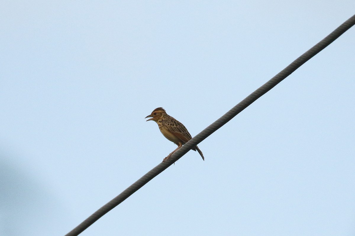 Burmese Bushlark - ML510649531